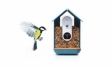 Bird Buddy: умная кормушка для птиц